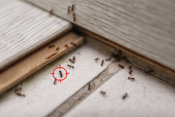Best Bed Bug Extermination  in Elkhart, TX